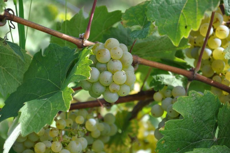 Weinhotel Ayler Kupp Buitenkant foto
